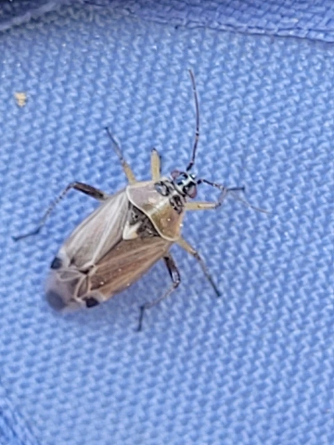 Harpocera