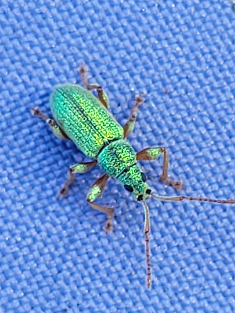 Phyllobius argentatus - ezüstös levélormányos