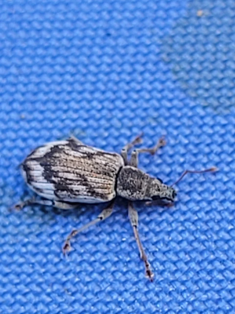 Polydrusus tereticollis - szalagos lombormányos