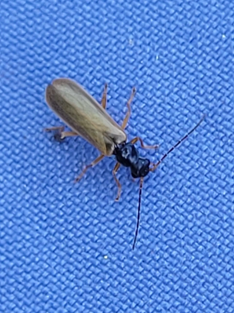Rhagonycha lignosa - cserjés-lágybogár