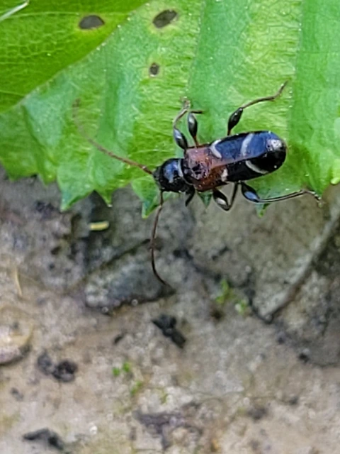 Phymatodes alni - apró háncscincér Phymatodes alni - apró háncscincér