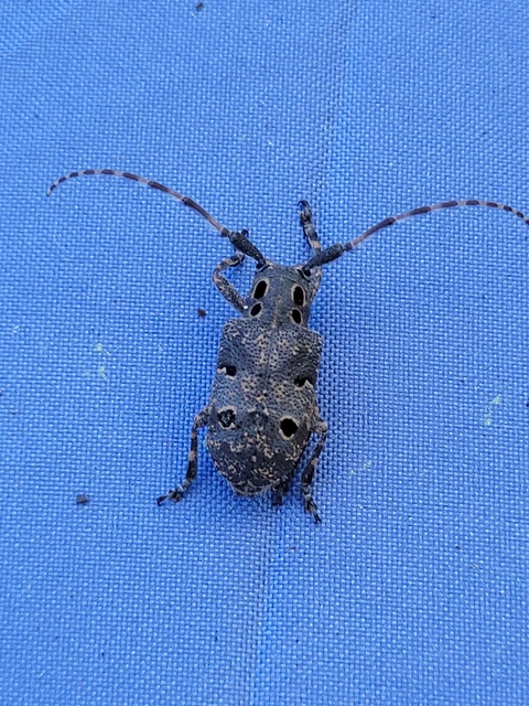 Mesosa curculionoides - szemfoltos cincér Mesosa curculionoides - szemfoltos cincér