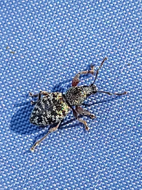 Otiorhynchus fullo - aranypikkelyes gyalogormányos