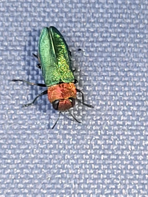 Anthaxia nitidula - ragyogó virágdíszbogár