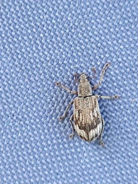 Polydrusus tereticollis - szalagos lombormányos