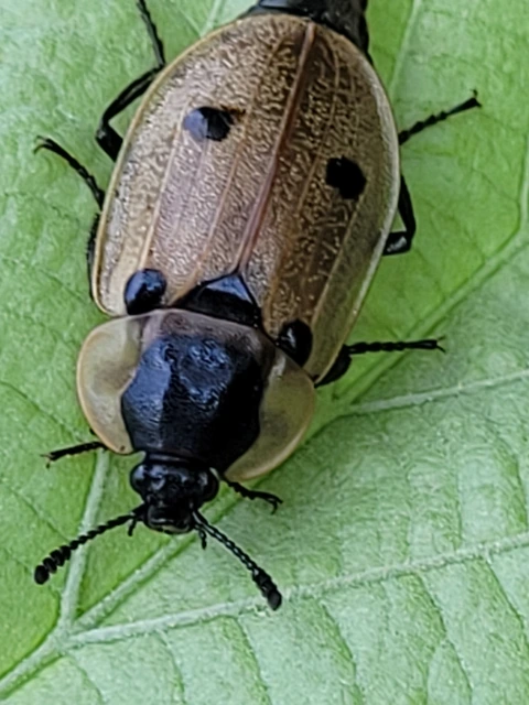Dendroxena quadrimaculata - négypettyes dögbogár