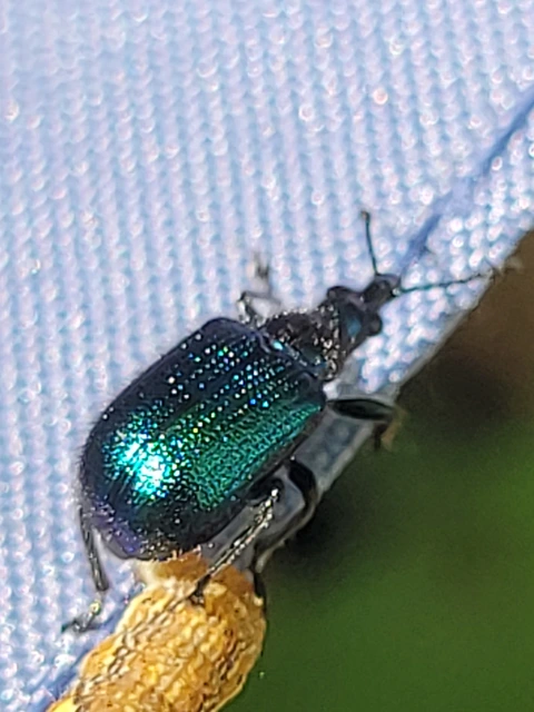 Lasiorhynchites