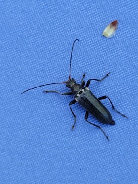 Cortodera humeralis - négyfoltos cserjecincér