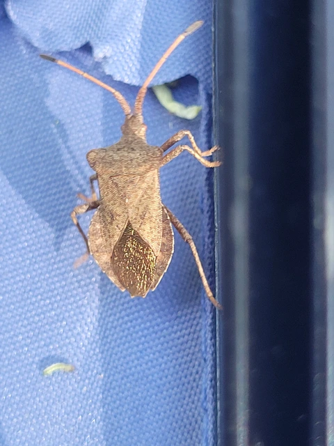 Coreus marginatus - közönséges karimáspoloska