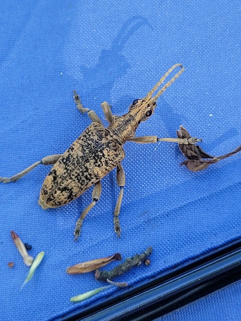 Rhagium sycophanta - tölgyes-tövisescincér