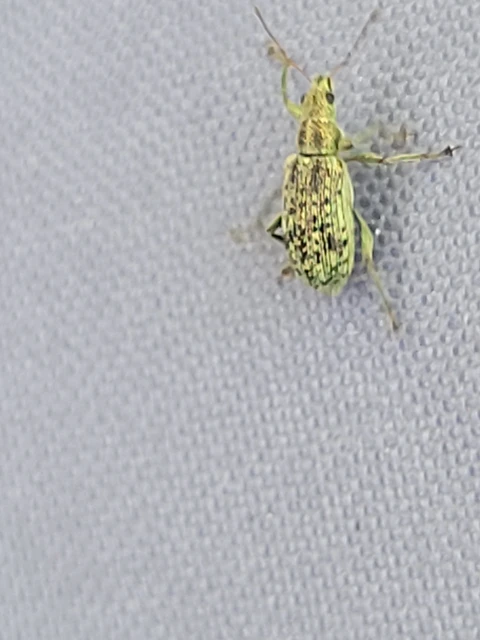 Polydrusus cervinus - aranyporos lombormányos