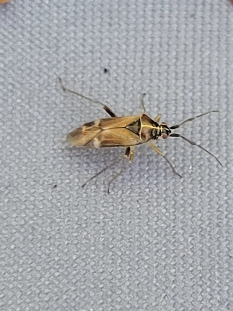 Harpocera