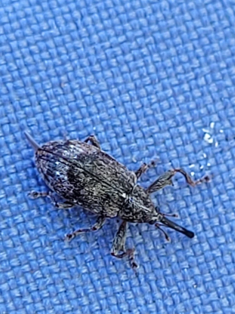 Anthonomus pomorum - alma-bimbólikasztó Anthonomus pomorum - alma-bimbólikasztó