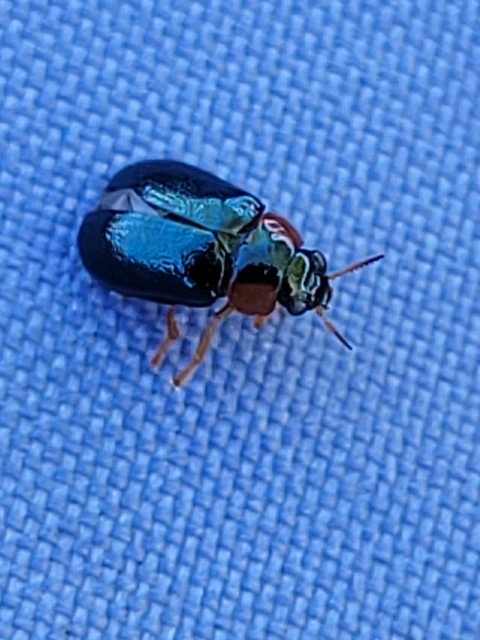 Smaragdina
