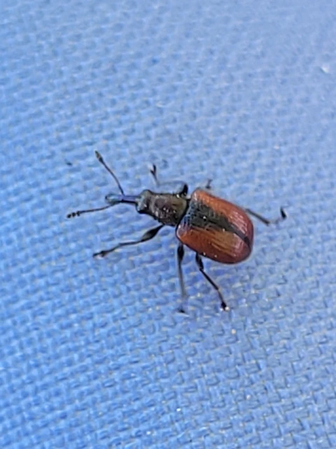 Tatianaerhynchites aequatus - piros kökényeszelény