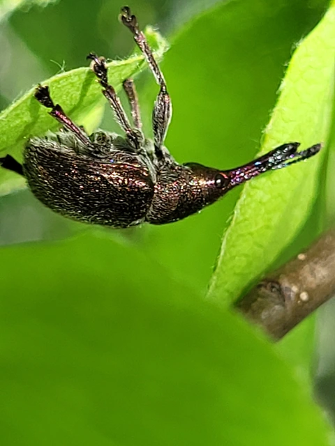 Rhynchites giganteus - fémes körteeszelény Rhynchites giganteus - fémes körteeszelény