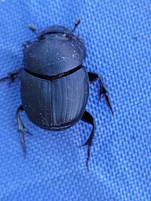 Onthophagus verticicornis - fekete trágyatúró