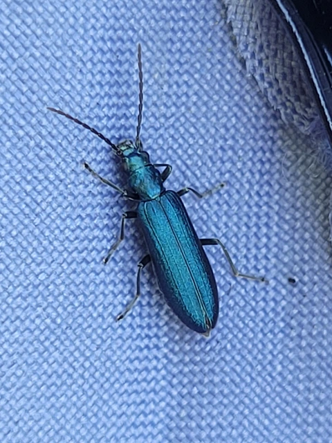 Ischnomera