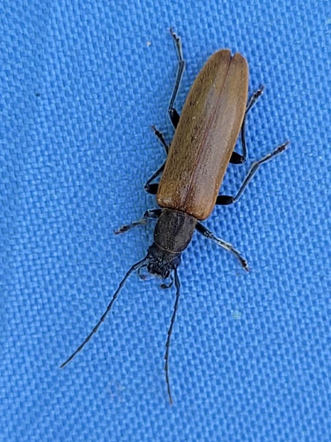 Sparedrus testaceus - szőrös álcincér