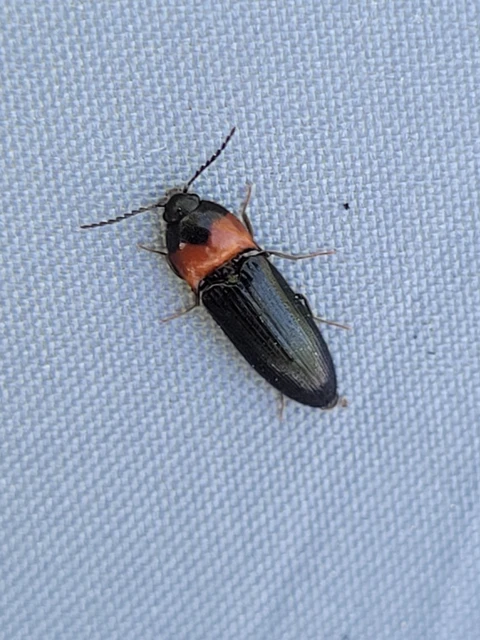 Ampedus sinuatus - felemásnyakú pattanó