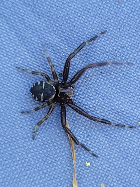 Synema globosum/ornatum