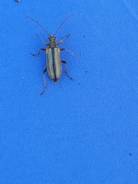 Cortodera humeralis - négyfoltos cserjecincér