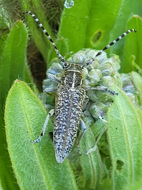 Pilemia tigrina - atracélcincér