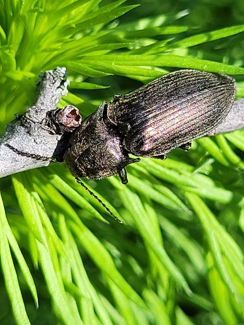 Selatosomus latus - széles pattanó