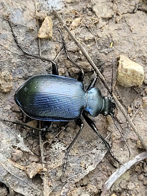 Calosoma inquisitor - kis bábrabló