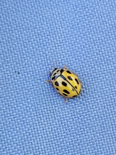 Propylea quatuordecimpunctata - tizennégypettyes füsskata