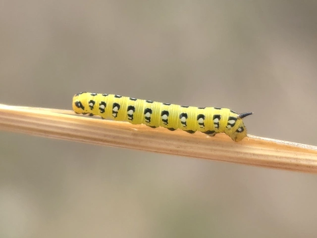 Hyles euphorbiae - kutyatejszender