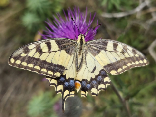 Papilio machaon - fecskefarkú lepke