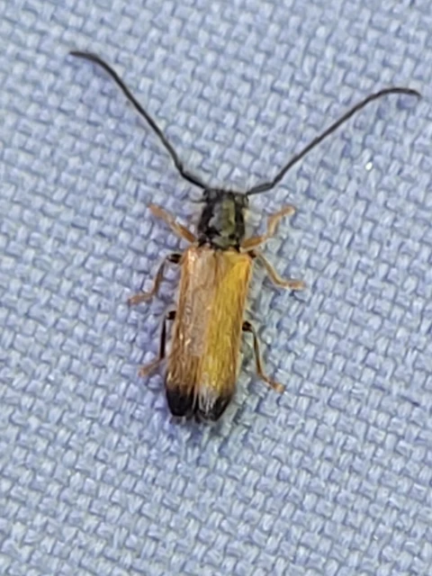 Tetrops praeustus - közönséges négyszeműcincér