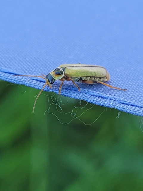 Metacantharis clypeata - tavaszi lágybogár