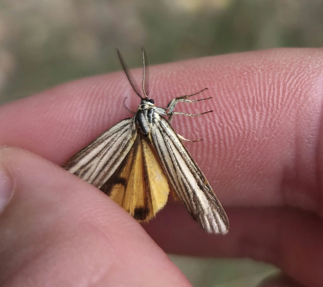 Spiris striata - csíkos molyszövő