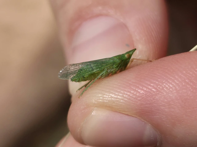 Dictyophara multireticulata