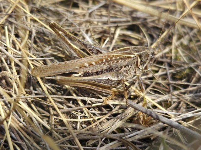 Platycleis