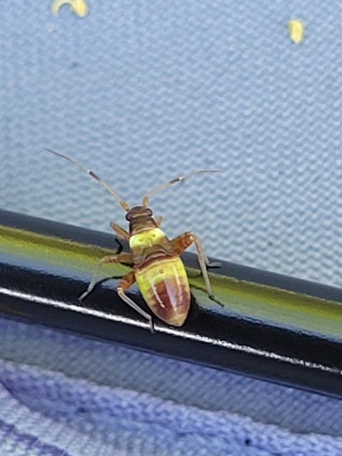 Closterotomus