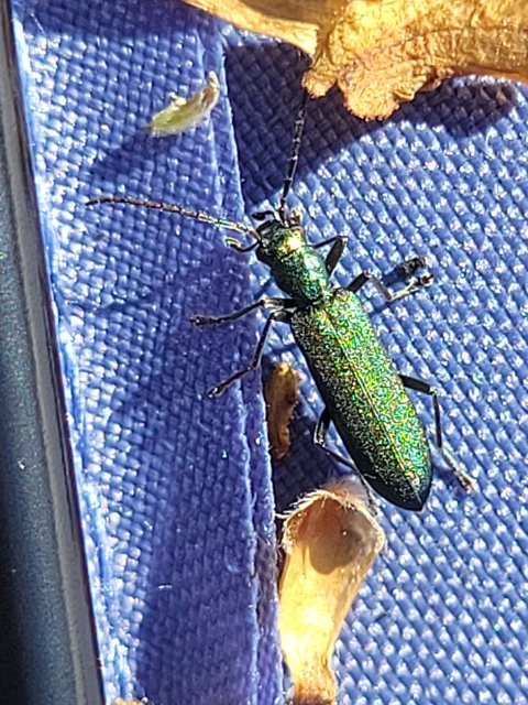 Ischnomera