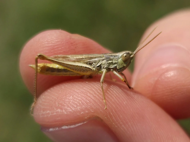 Euchorthippus declivus - rövidszárnyú rétisáska