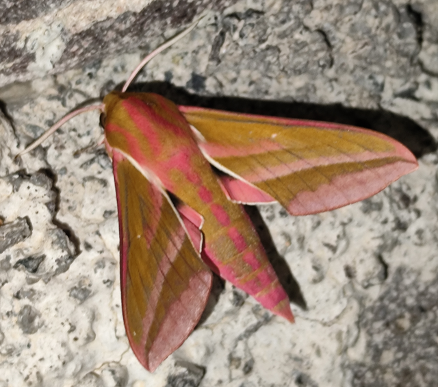Deilephila elpenor - szőlőszender
