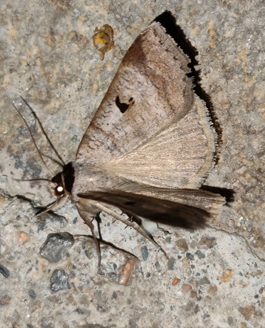 Lygephila pastinum - közönséges csüdfűbagoly