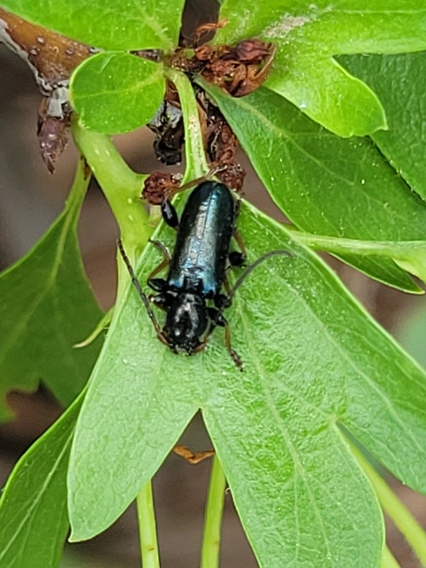 Phymatodes rufipes - kék háncscincér