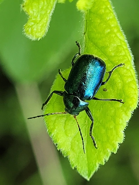 Cryptocephalus schaefferi - lapátlábú zömökbogár Cryptocephalus schaefferi - lapátlábú zömökbogár