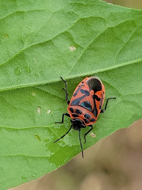 Eurydema Eurydema