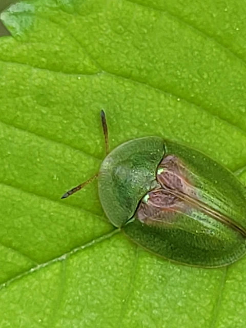 Cassida