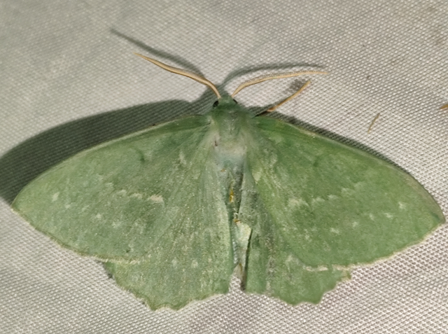 Geometra papilionaria - nagy zöldaraszoló