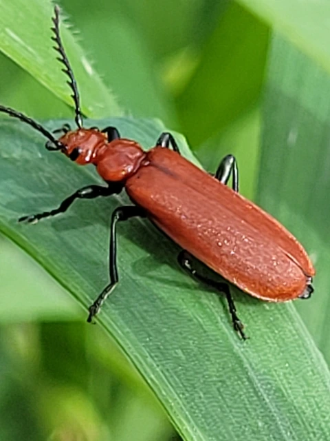 Pyrochroa serraticornis - közép-bíborbogár
