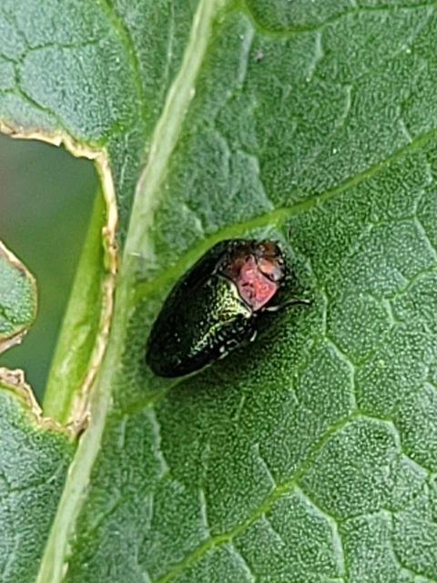 Trachys troglodytiformis - mályva-vájárdíszbogár