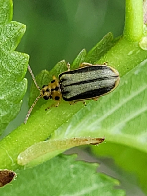 Xanthogalerucella luteola - szilfa-olajosbogár